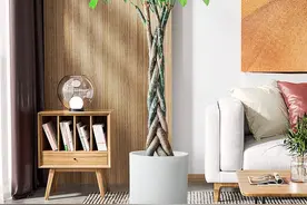 6种喜阴树，室内没阳光，反而长得旺，摆在客厅大气高档图片