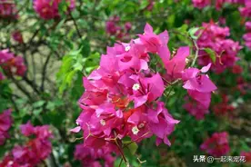 三角梅光长绿叶不开花？三个动作催一催，15天花芽冒出枝头图片