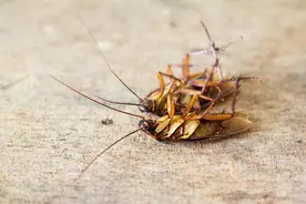 蟑螂最怕什么味道，家里只要有这些东西，蟑螂就会灰溜溜逃走！图片