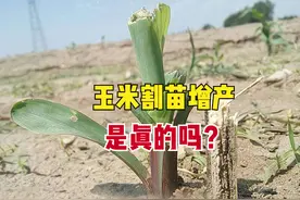 玉米割苗能增产？5片叶时开始割，只留一片叶，新技术还是骗局？图片