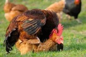 公鸡没有生殖器官，是怎么跟母鸡交配完成繁衍的？图片