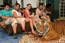 为什么迪拜人养的老虎不咬人？图片