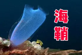 从动物变成植物，海鞘的“反向进化”有多奇葩？连大脑都可以抛弃图片