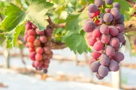 高甜预警！嘉定地产葡萄采摘攻略来了图片