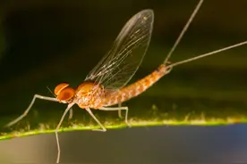 近期最好看的校园文安利，《蜉蝣》by冷山就木图片