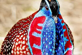 张家界“背水鸡”，背不动3斤水，只有沙漠鸡才会背水回家喂小鸡图片