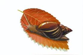 @厦门人：TA又来了！别吃也别碰！感染后严重可致脑膜炎图片