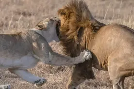 母狮在进行繁衍后代的行为后，频频咬向雄狮，到底因为什么？图片