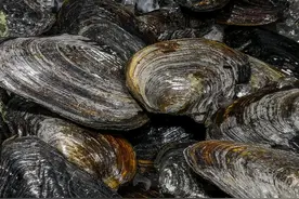 为什么很少人吃河蚌，也没人卖河蚌？我也是今天才知道，涨知识图片