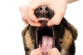 5步消除狗狗口臭，简单又有效！图片