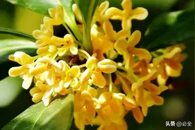 桂花树有哪几种品种？怎么区分？图片