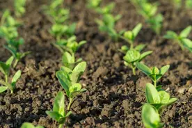 这么贵的菜籽饼肥用不对，难怪肥效差，教你几个方法肥效翻倍图片