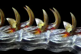 不开玩笑，你的牙齿可能是鱼鳞变来的......图片