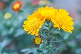 无论如何都要背下8首苏轼的诗词，关键时刻，可以救你于水火之中图片