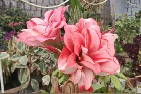 5种漂亮花四季开花，晒得越狠，长得越好，开花越多，缺光难养好图片