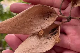 中国本土梧桐到底是啥样？梧桐和泡桐有什么区别？#梧桐树 #泡桐 #乡土植物#植物科普#书籍推荐 