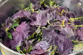 把紫苏上锅蒸一蒸，作用拿钱都难买，很多人都还不知道，一起学学图片