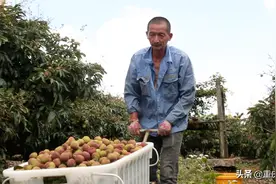 拼多多百亿补贴三年覆盖农产品近4万款，“实惠好农货”成消费主流图片