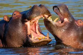 河马看似可爱，其实拥有可怕的攻击力，粪便都有可能致命图片