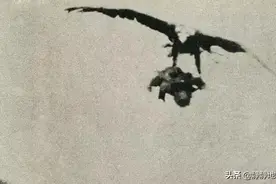 老鹰抓小孩的真实照片图片