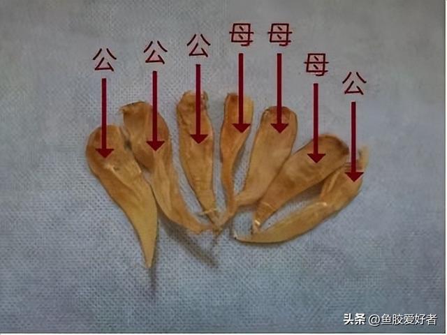 如何区分公母花胶 2025年如何区分公母花胶的区别