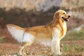 “猪来穷狗来富，猫来头上顶白布”，为什么猫来家里“不吉利”？图片