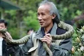 莽山烙铁头每条价值百万元，为何这么贵？图片