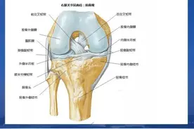 膝关节韧带详解（一）内外侧副韧带图片