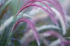 78岁婆婆搬来儿子家养老，想睡主卧，儿媳：那得先给我补办彩礼图片