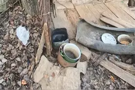 怀孕的4岁母狗，一生都被拴在后院，老奶奶：求求你帮忙照顾狗狗图片