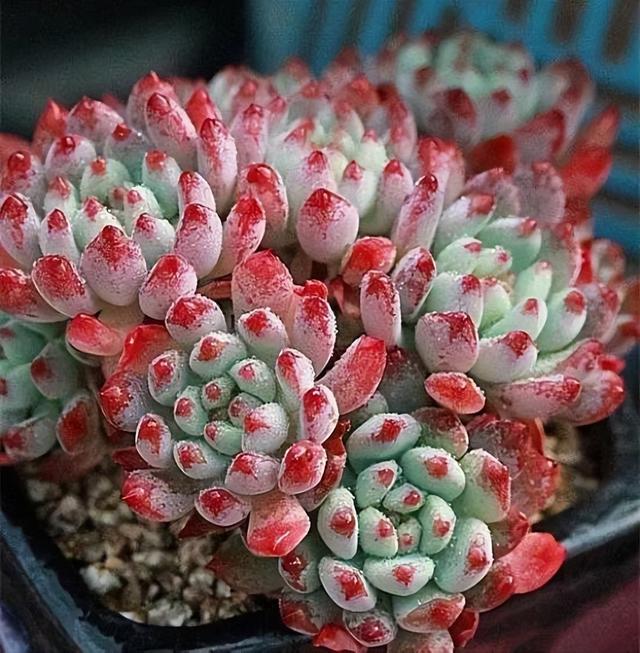 270种常见多肉图谱，一分钟认全！