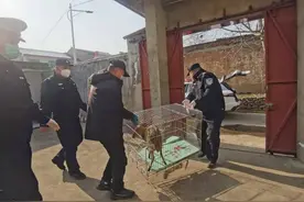 西安鄠邑公安：野生麂子下山被困 警民合力帮其“回家”图片