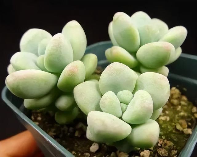 270种常见多肉图谱，一分钟认全！