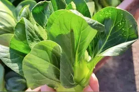 洗衣粉作为杀虫剂的妙用，有经验的菜农都用过，超实用图片