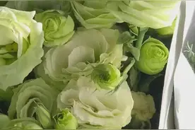 关于高考季的文案——还记得那个夏日的蝉鸣吗图片