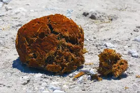 粪便还能拯救世界？如果蓝鲸不排泄，地球上的氧气将减少一大半图片