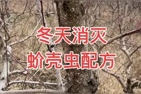 冬天铲除蚧壳虫配方 #2022年新农人计划 #抖音乡村生活家 #来抖音学农枝 #乡村守护人