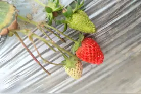 敬酒祝福成语合集图片