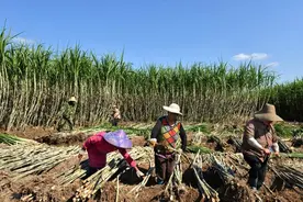 广西来宾妇女砍甘蔗一天可赚300元，比种甘蔗还赚钱，不过真累图片