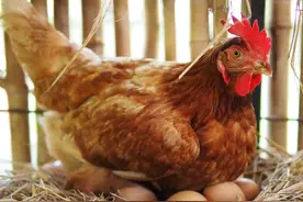 母鸡繁殖欲多强？365天在下蛋、公鸡都不用，其实人类卡了母鸡BUG图片