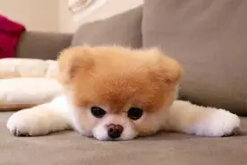 （上）宠主们看过来，狗狗的常见疾病用药及应对方法。建议收藏图片