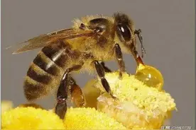 牛吃草天经地义，蜜蜂吃白糖人神共愤，为啥？看饲料走向就知道图片