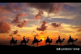 驼乳—中老年人延年益寿的不二之选图片