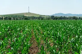 玉米要高产，除草是关键，苗前除草和苗后除草，两种方法哪个好？图片