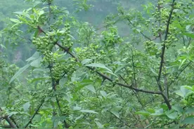 【重庆农特产品】江津花椒图片