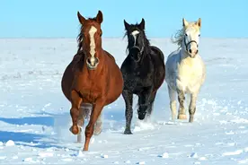 骡子怀孕必死无疑？骡子有公母之分，为何无法生育？图片