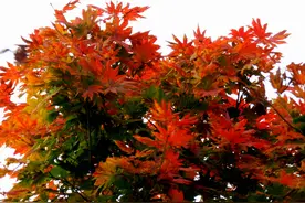 枫红早知道——本溪县山城子红叶谷枫红渐入佳境图片