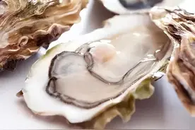 太原市中医医院：厨房里的中药材——牡蛎图片