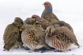 鹌鹑的家常做法，有三种，都简单易学，好吃好做图片