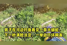 广州一男子河边钓鱼，蟒蛇就在脚边，淡定坐在原地垂钓，惊呆路人图片